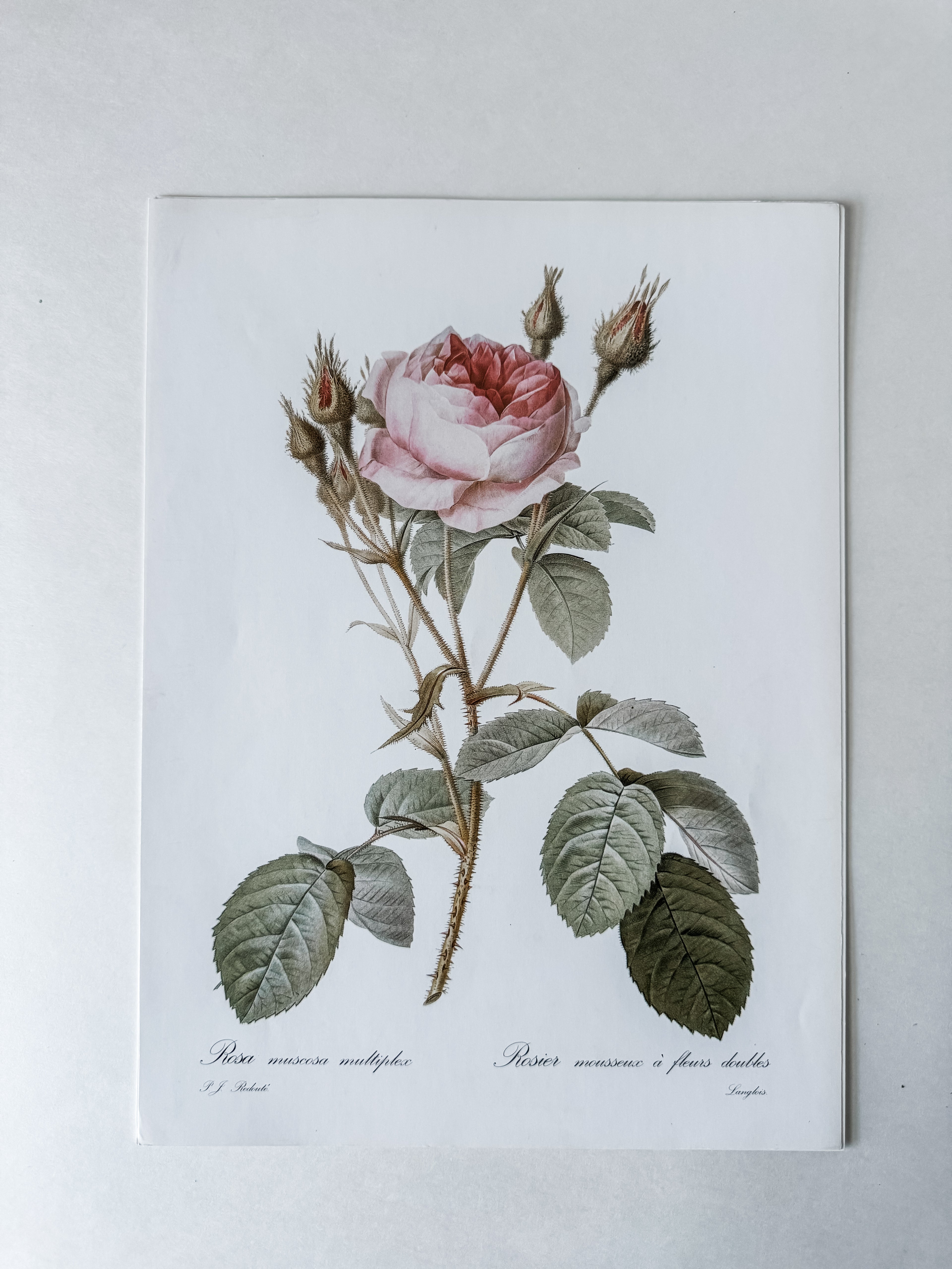 Vintage French Cardstock Rose And Floral Prints