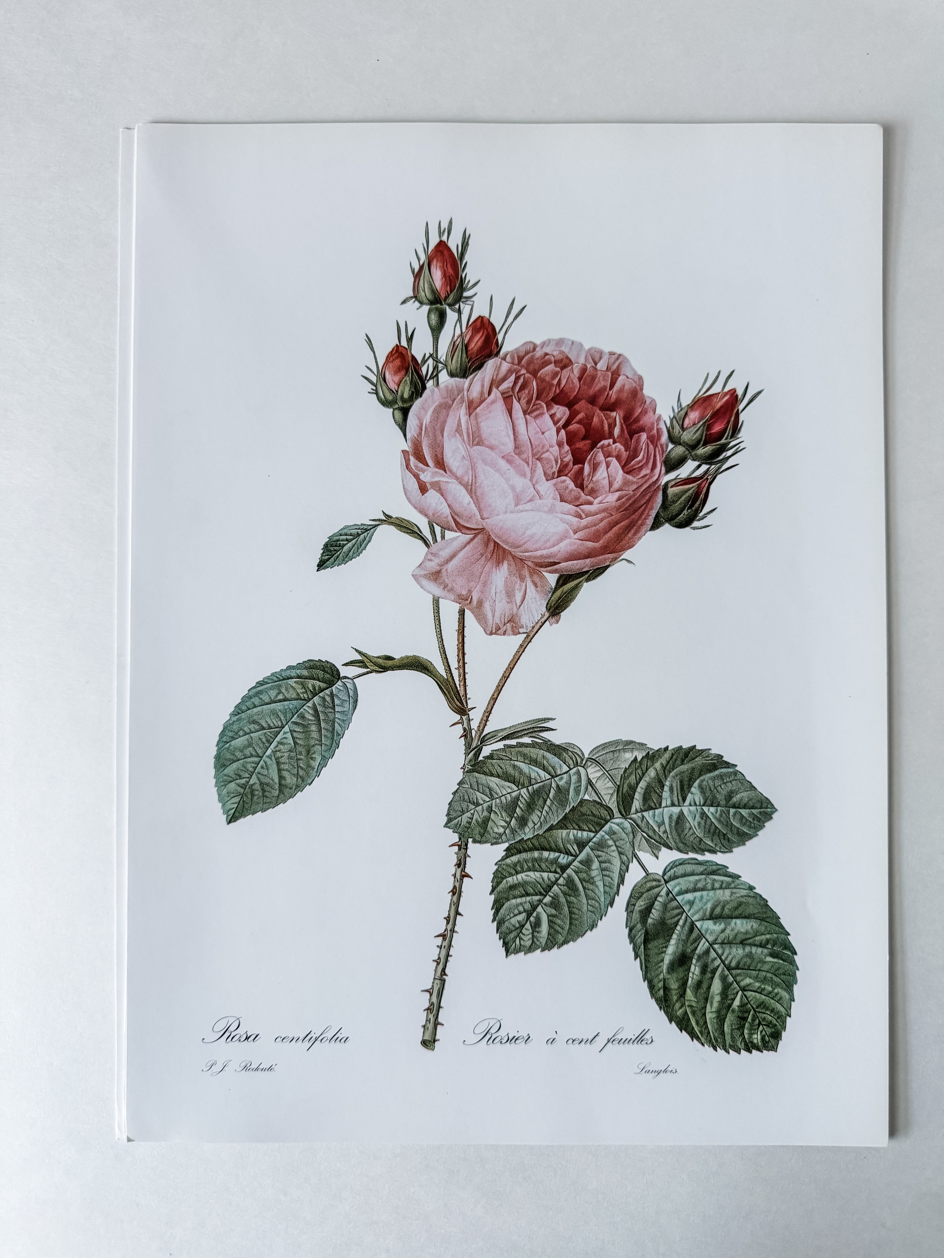 Vintage French Cardstock Rose And Floral Prints