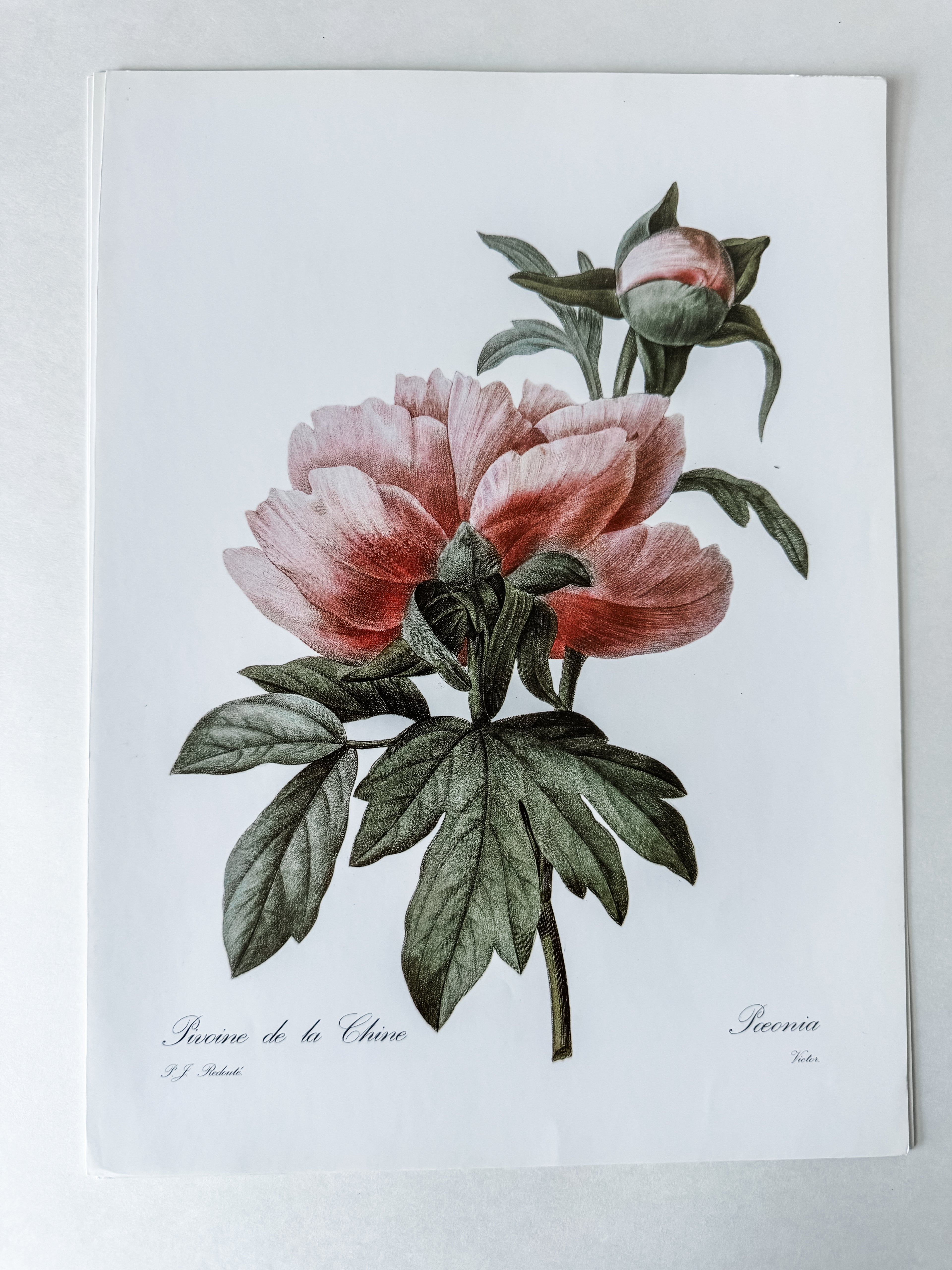 Vintage French Cardstock Rose And Floral Prints