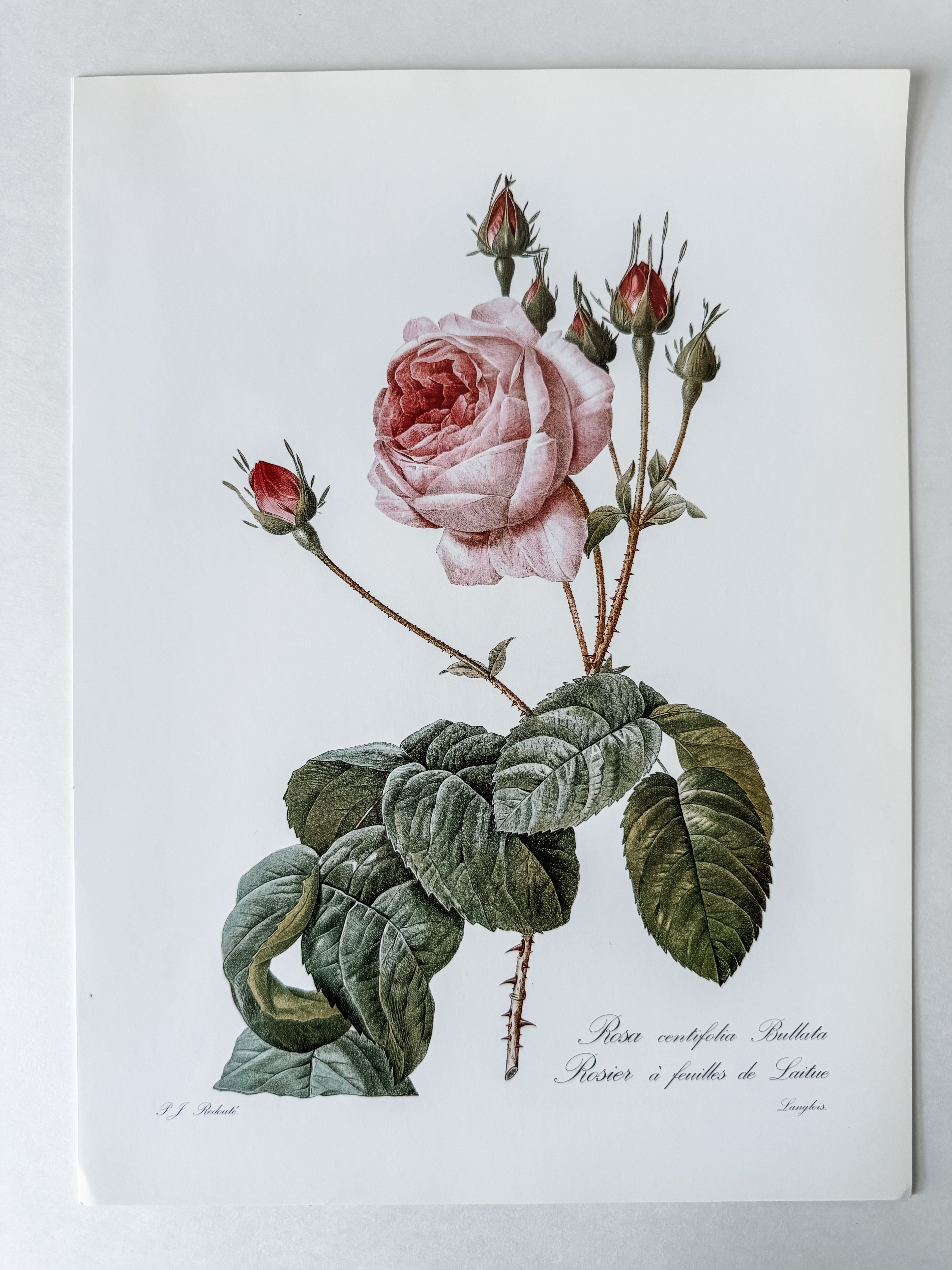 Vintage French Cardstock Rose And Floral Prints