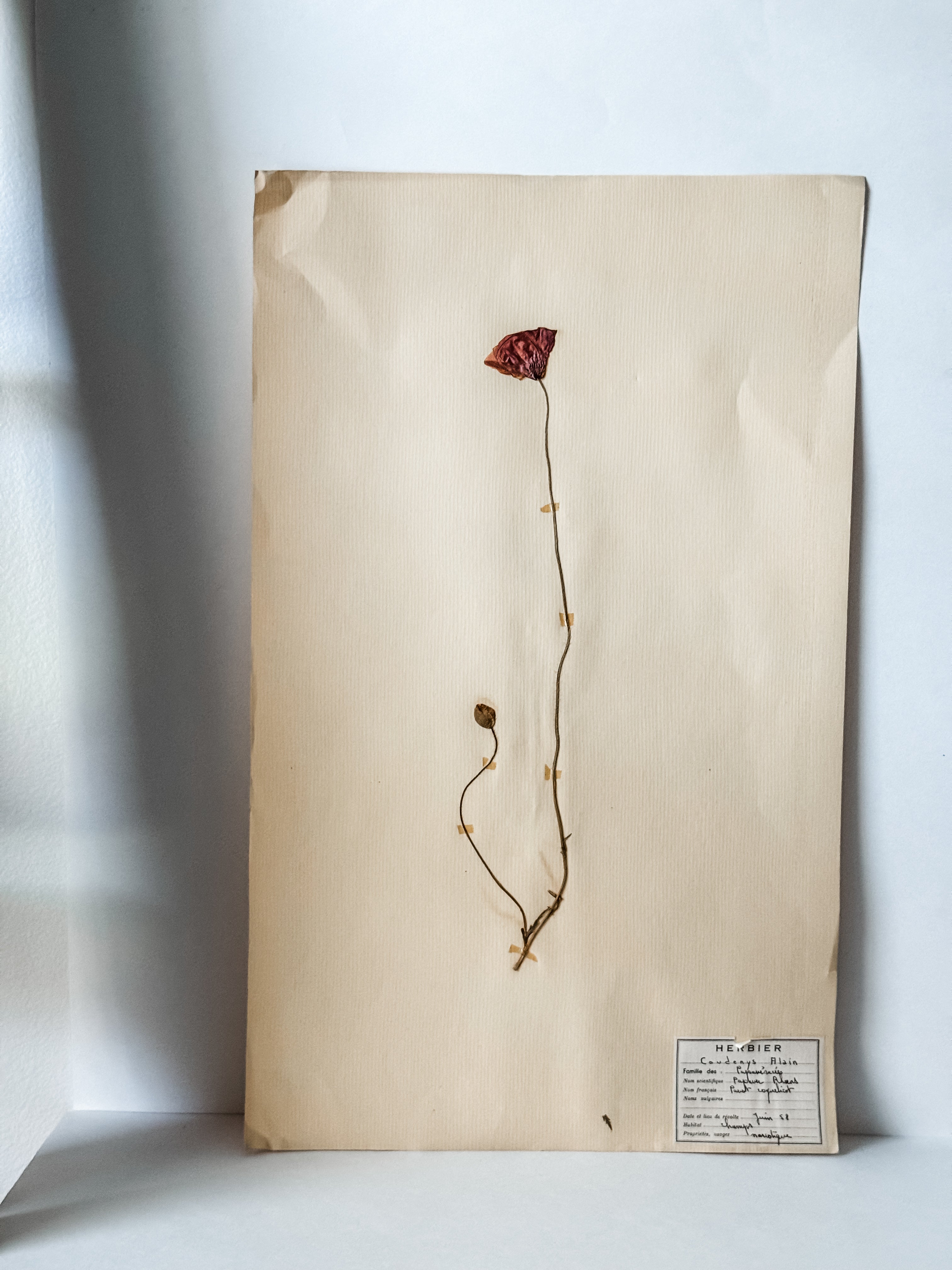 Large Vintage French 1950s Herbarium Specimens