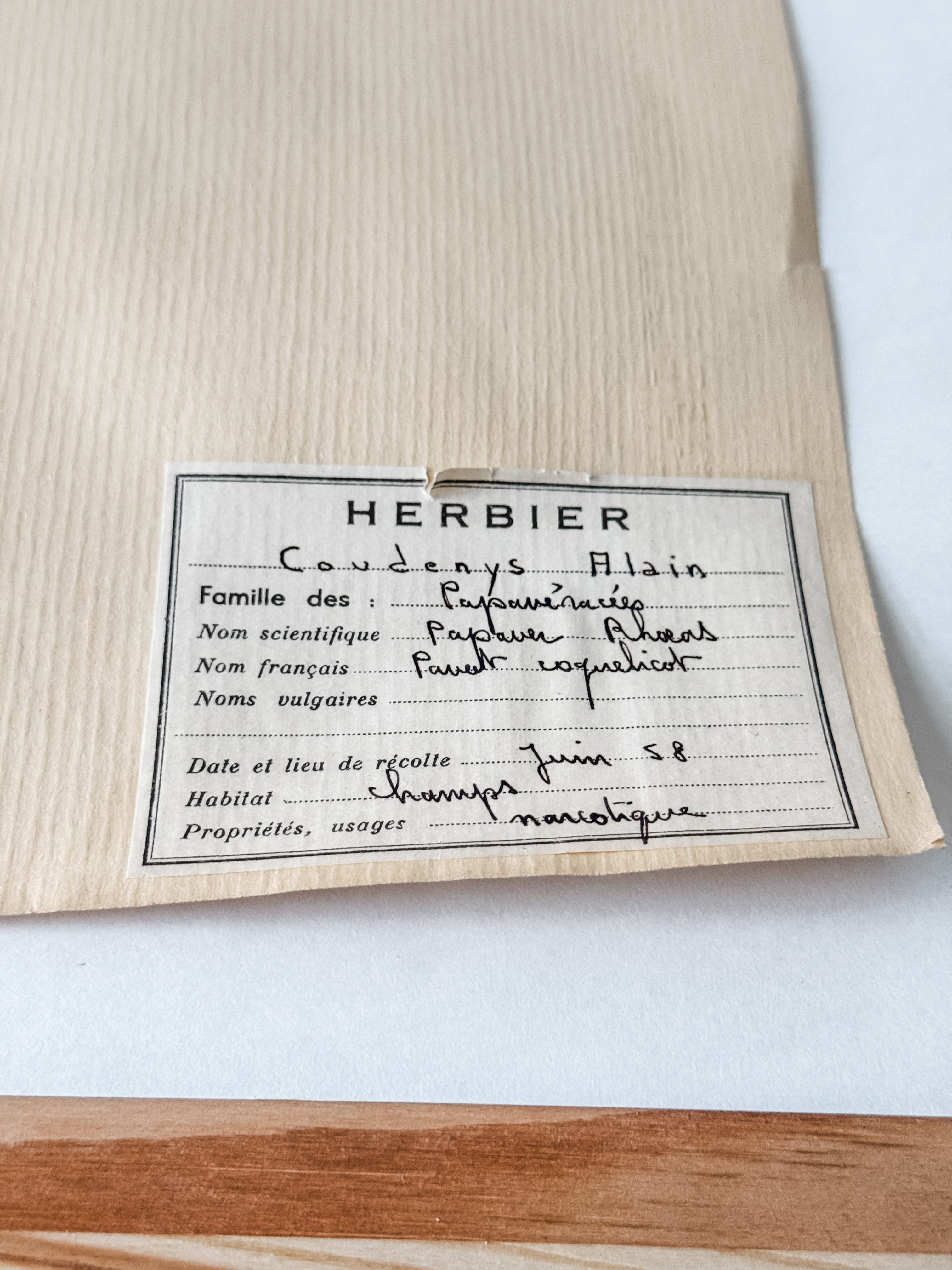Large Vintage French 1950s Herbarium Specimens