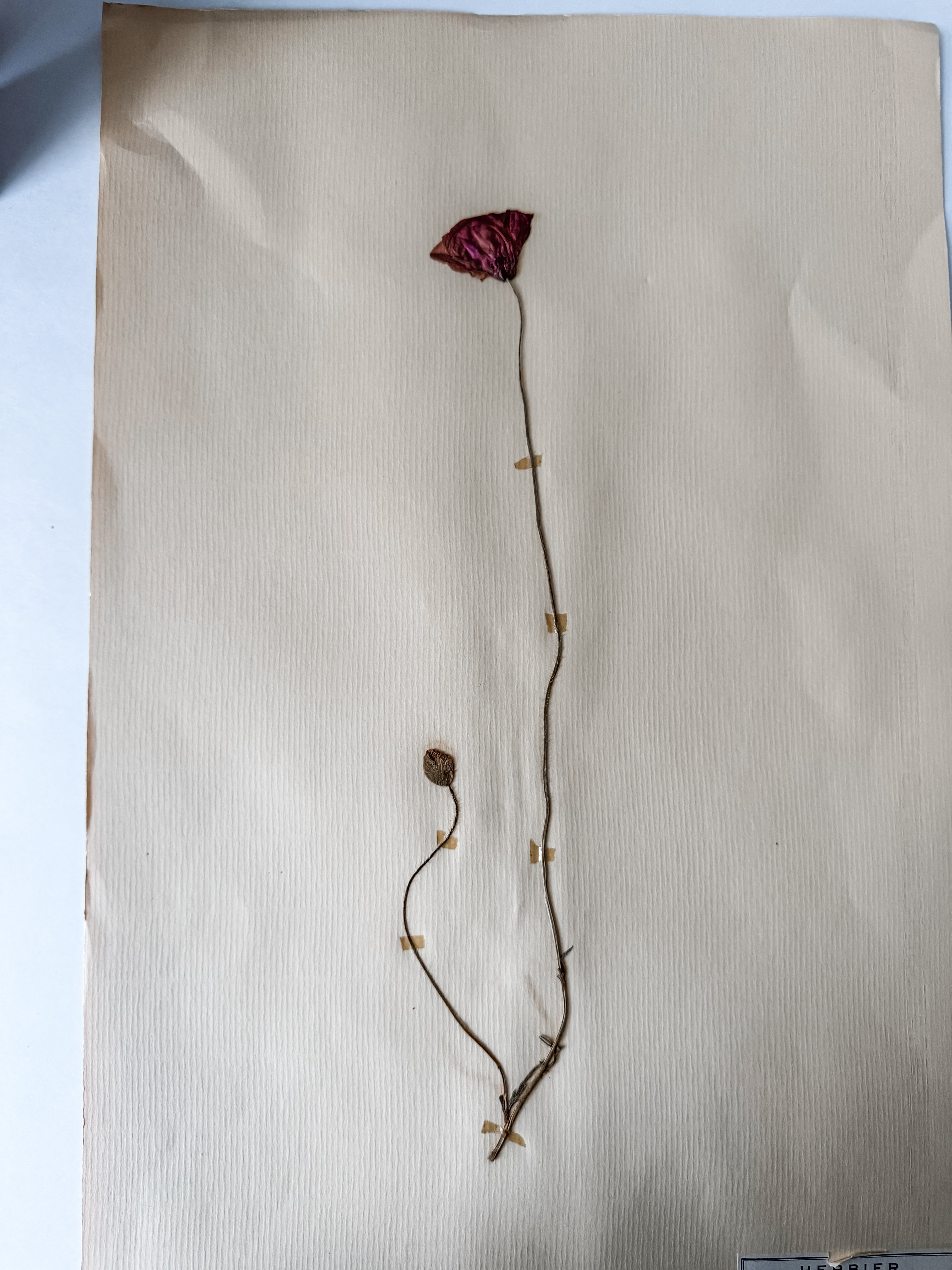 Large Vintage French 1950s Herbarium Specimens