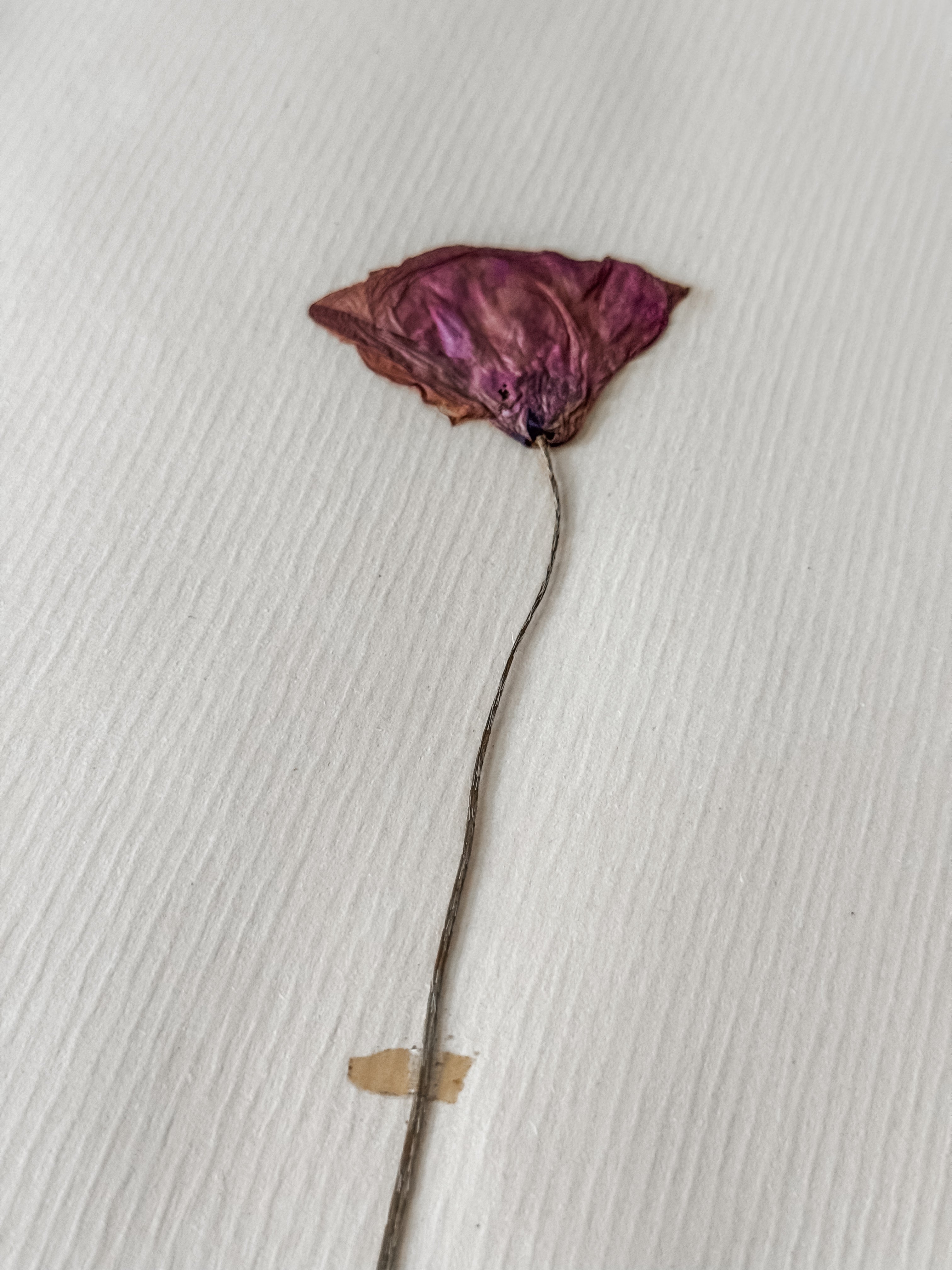 Large Vintage French 1950s Herbarium Specimens