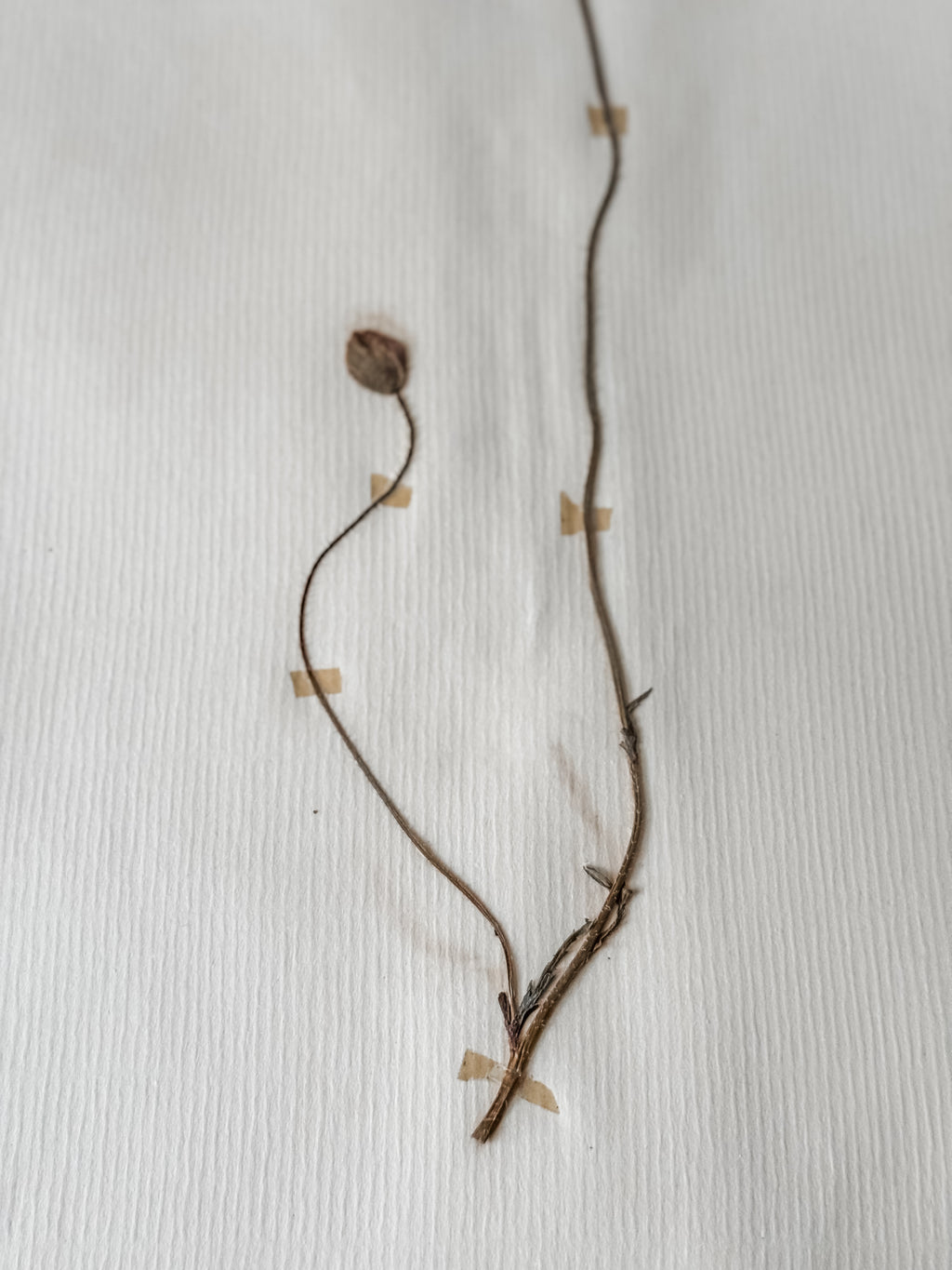 Large Vintage French 1950s Herbarium Specimens