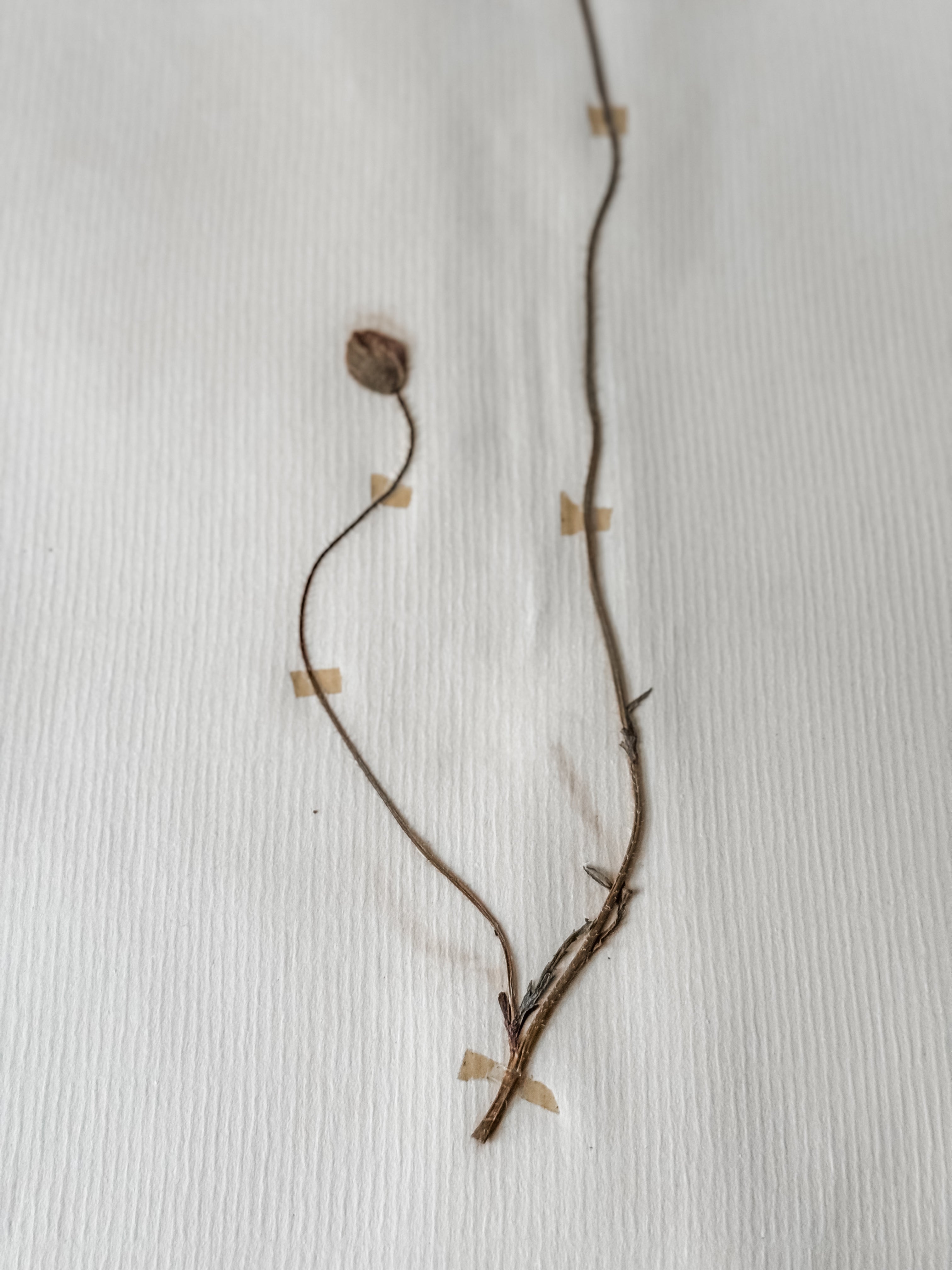 Large Vintage French 1950s Herbarium Specimens