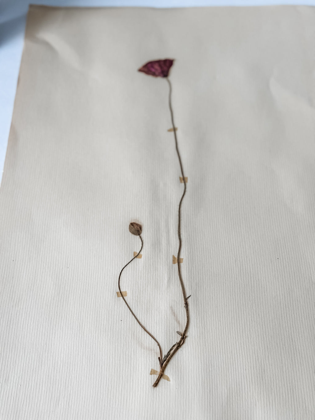 Large Vintage French 1950s Herbarium Specimens