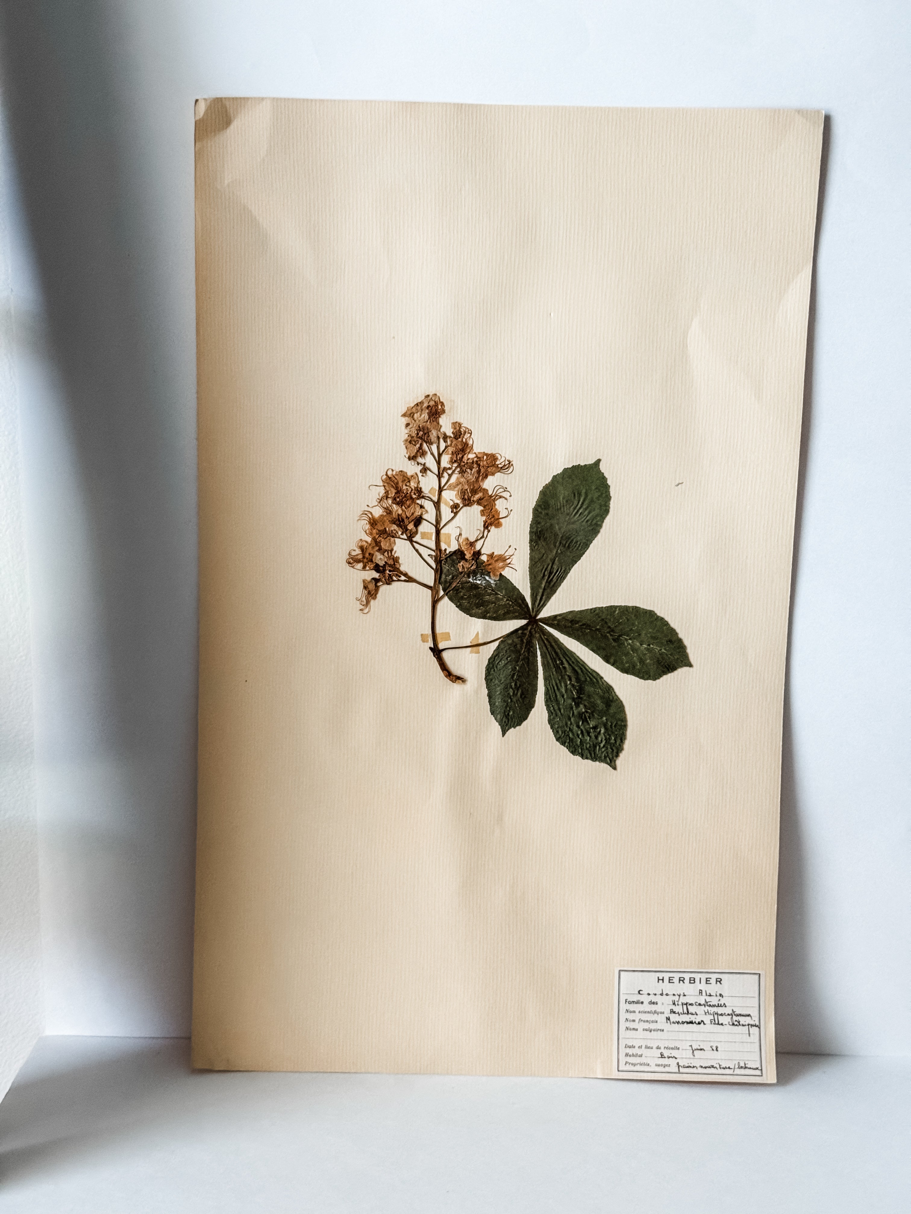 Large Vintage French 1950s Herbarium Specimens