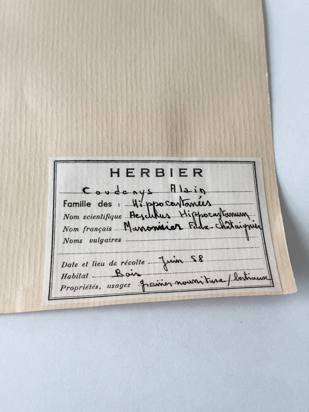 Large Vintage French 1950s Herbarium Specimens