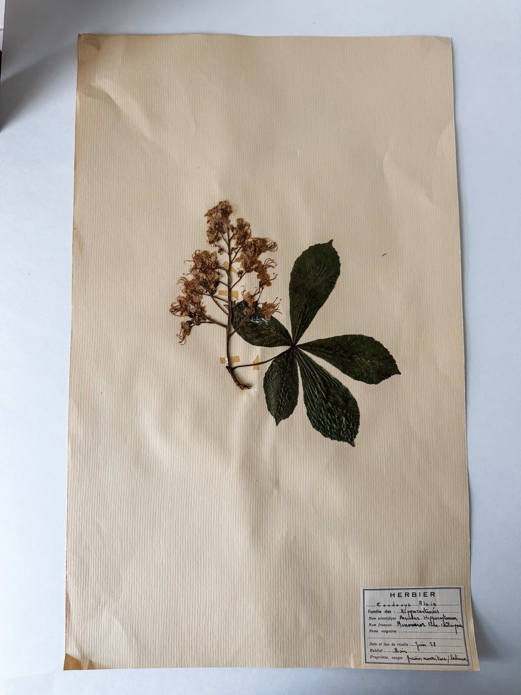 Large Vintage French 1950s Herbarium Specimens