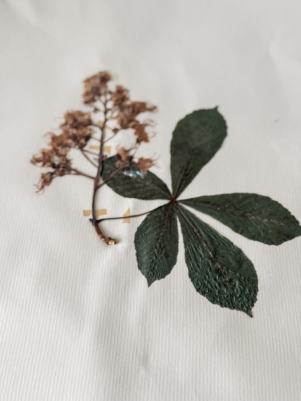 Large Vintage French 1950s Herbarium Specimens