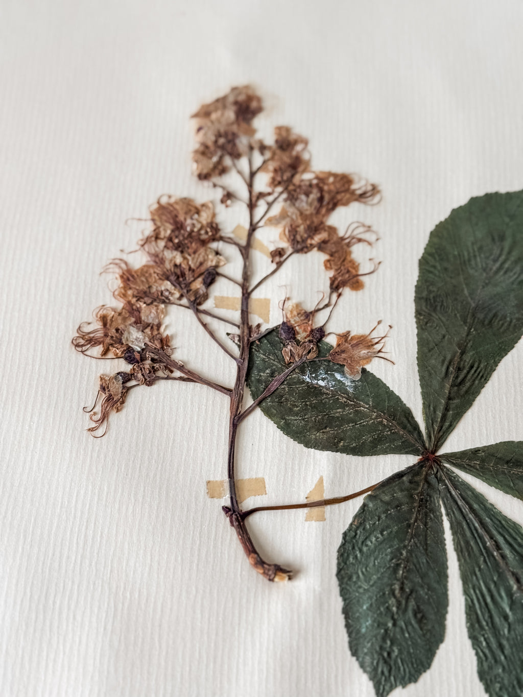 Large Vintage French 1950s Herbarium Specimens