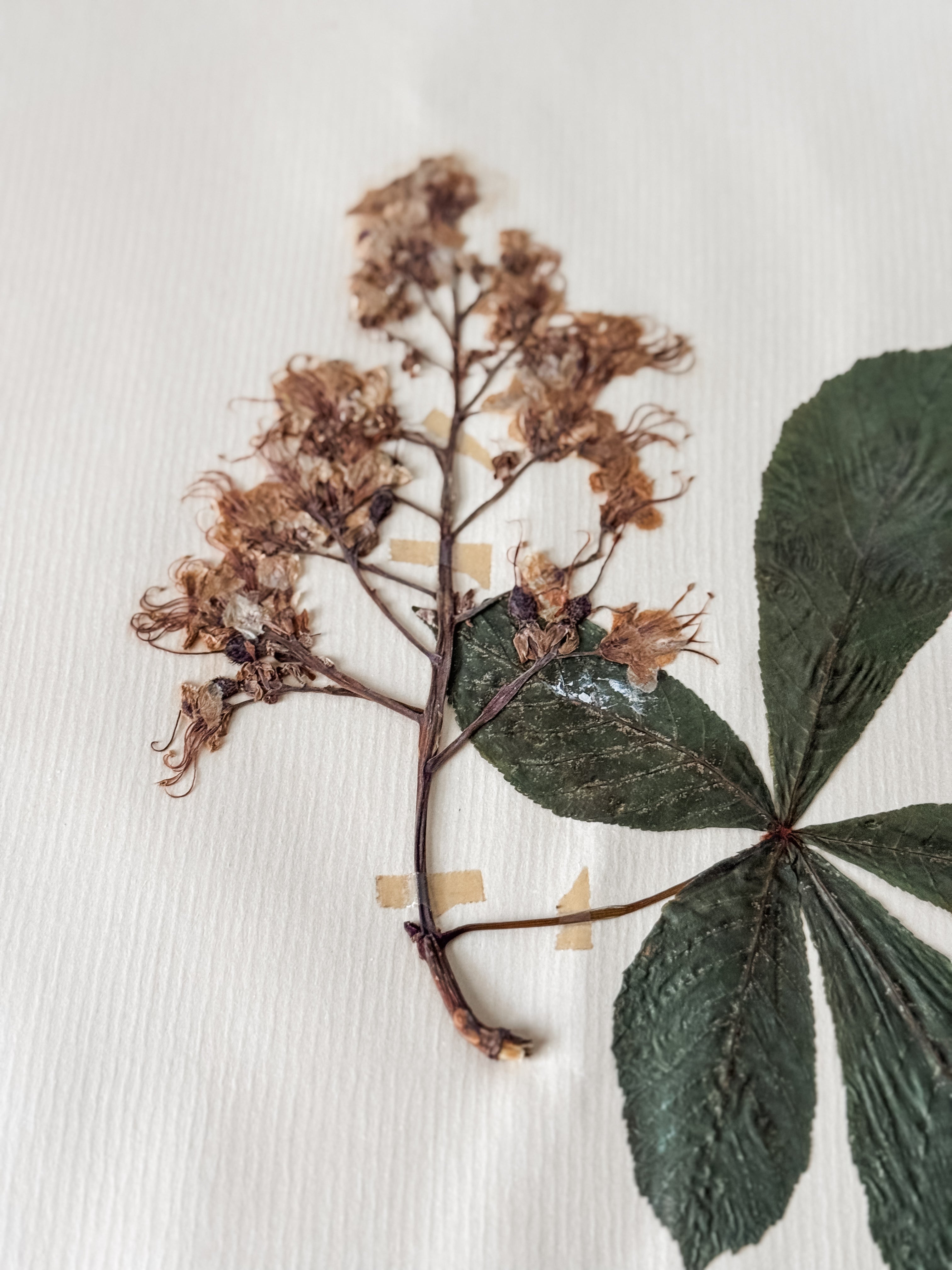 Large Vintage French 1950s Herbarium Specimens