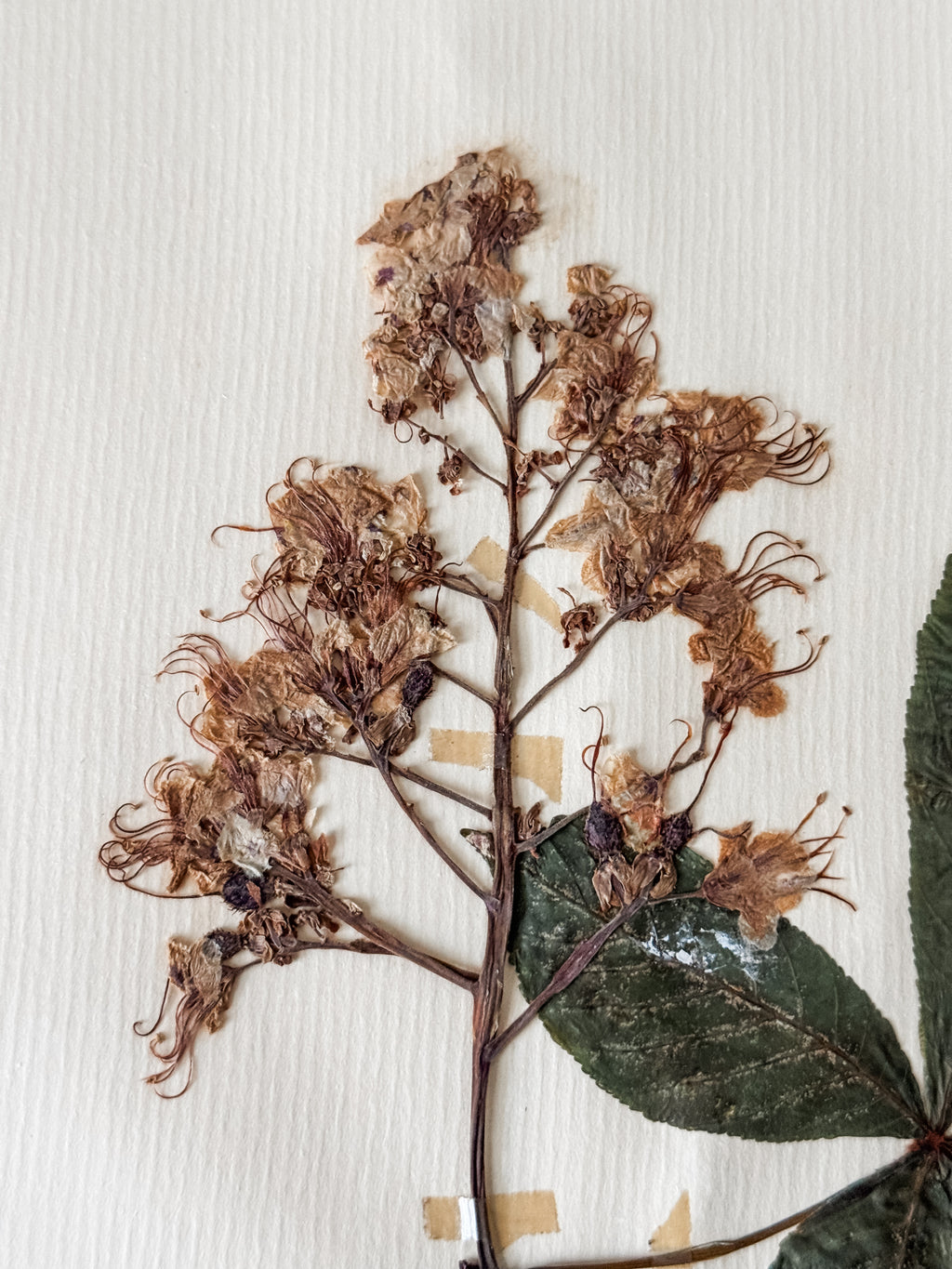 Large Vintage French 1950s Herbarium Specimens