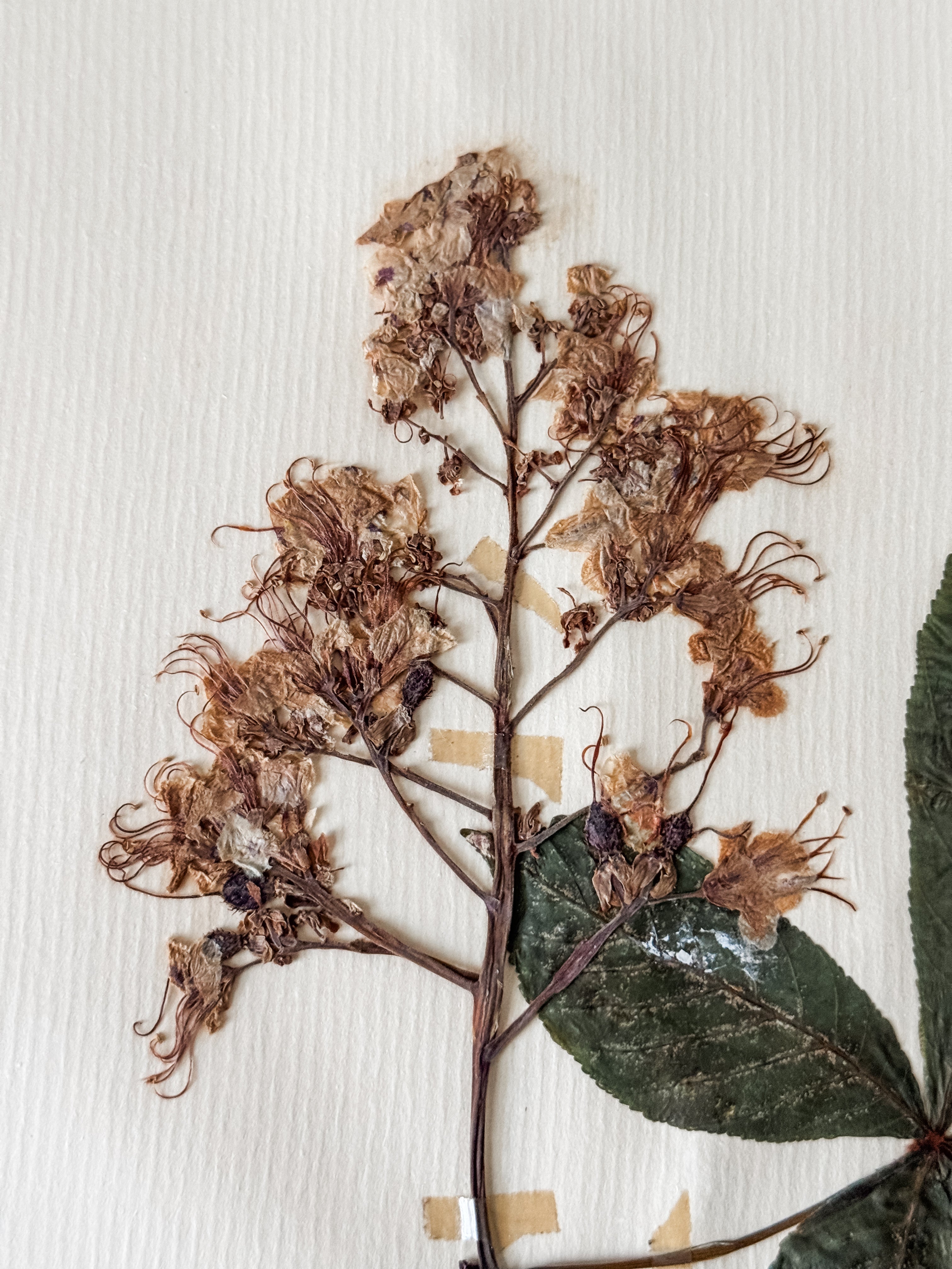Large Vintage French 1950s Herbarium Specimens