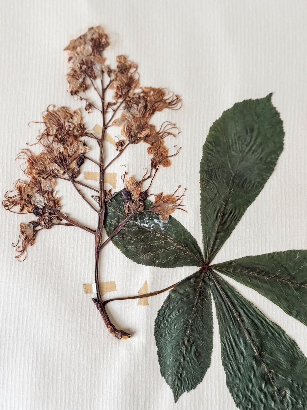 Large Vintage French 1950s Herbarium Specimens