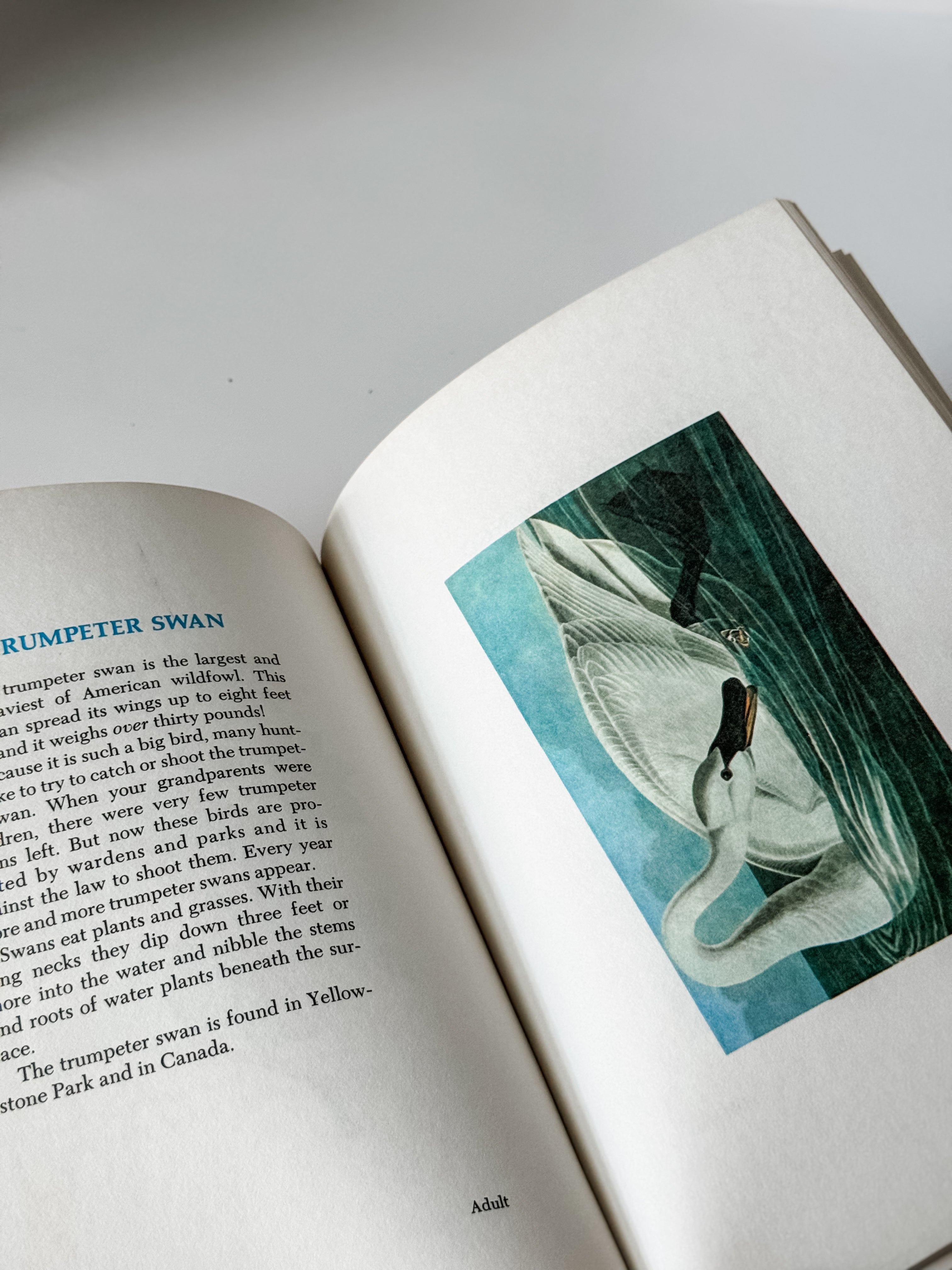 Set Of Two Vintage Hardcover Animal Books