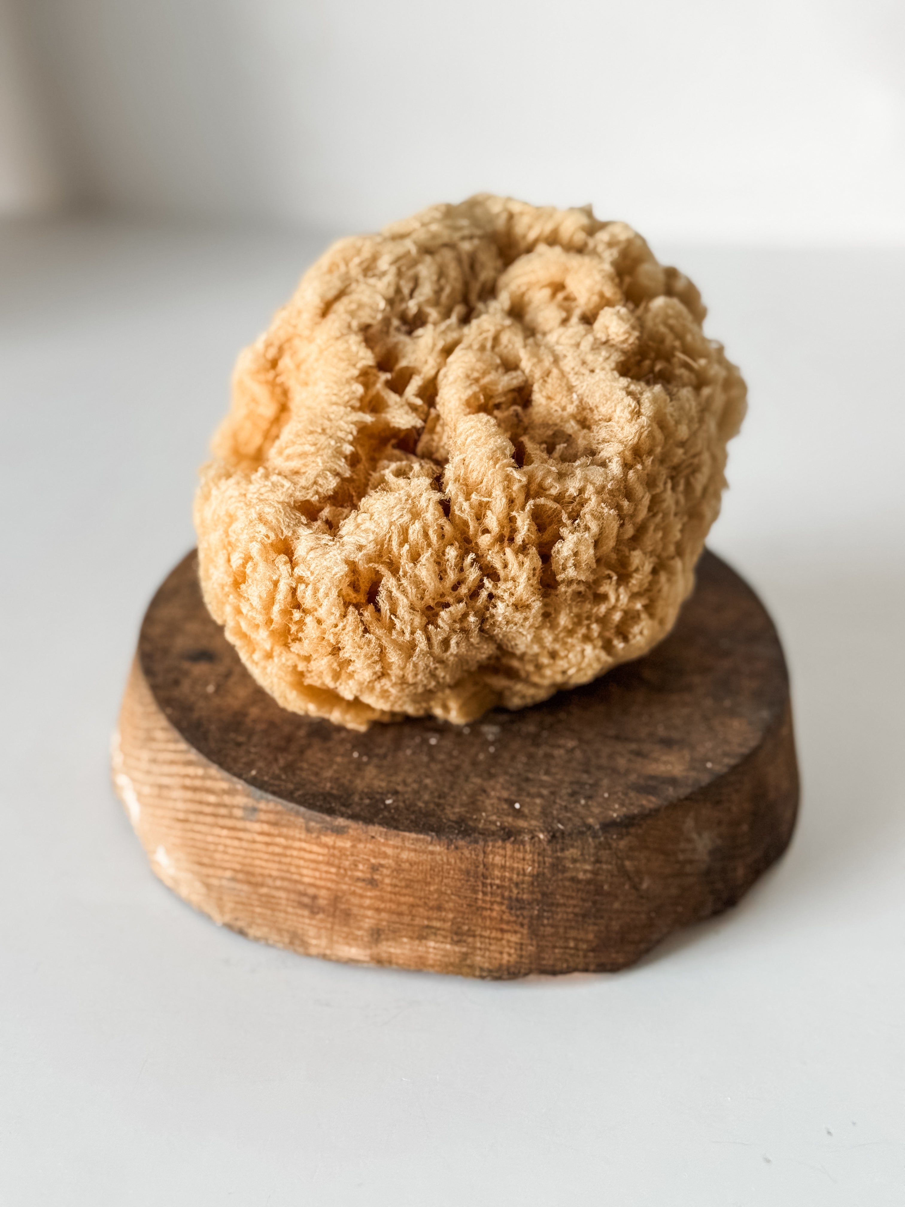 Vintage Soft Brown Sea Sponge