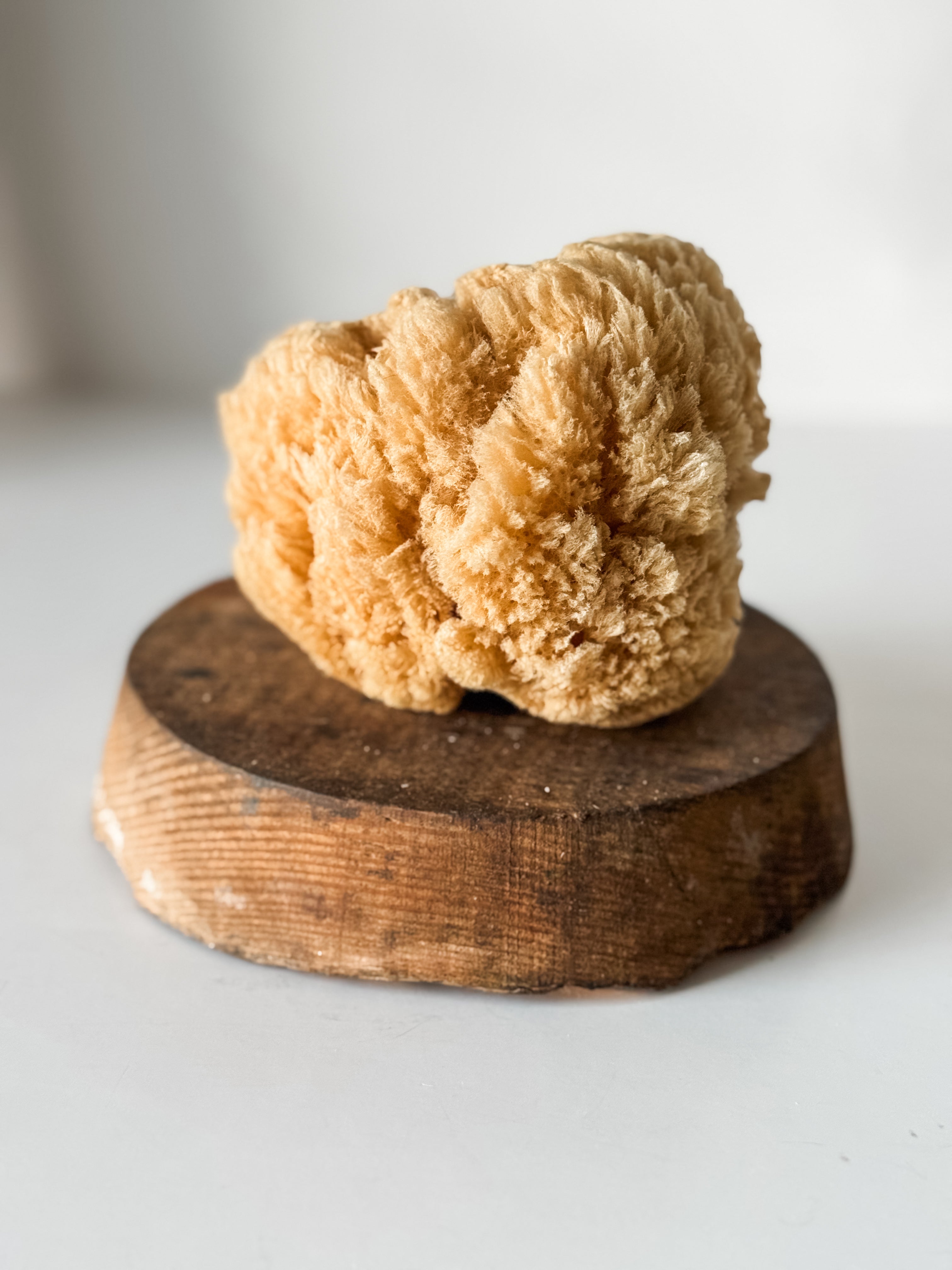 Vintage Soft Brown Sea Sponge