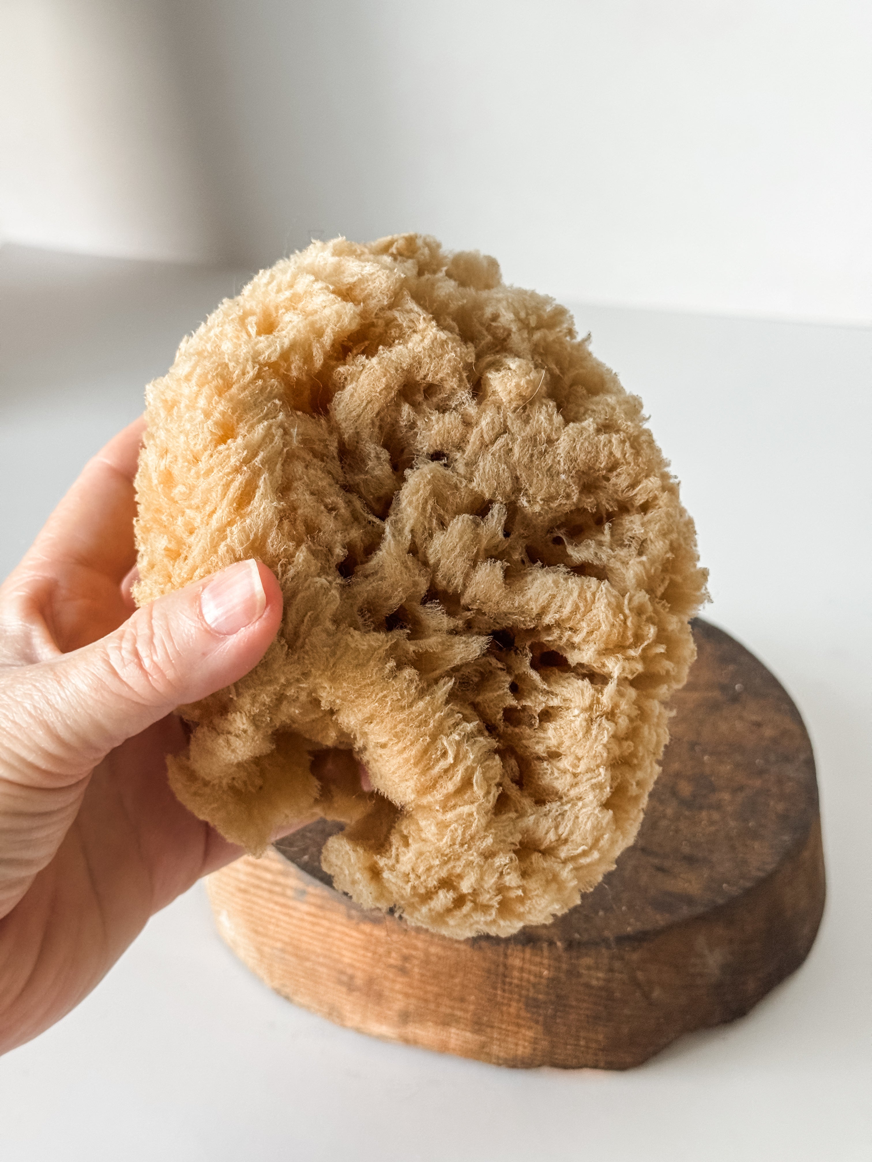 Vintage Soft Brown Sea Sponge