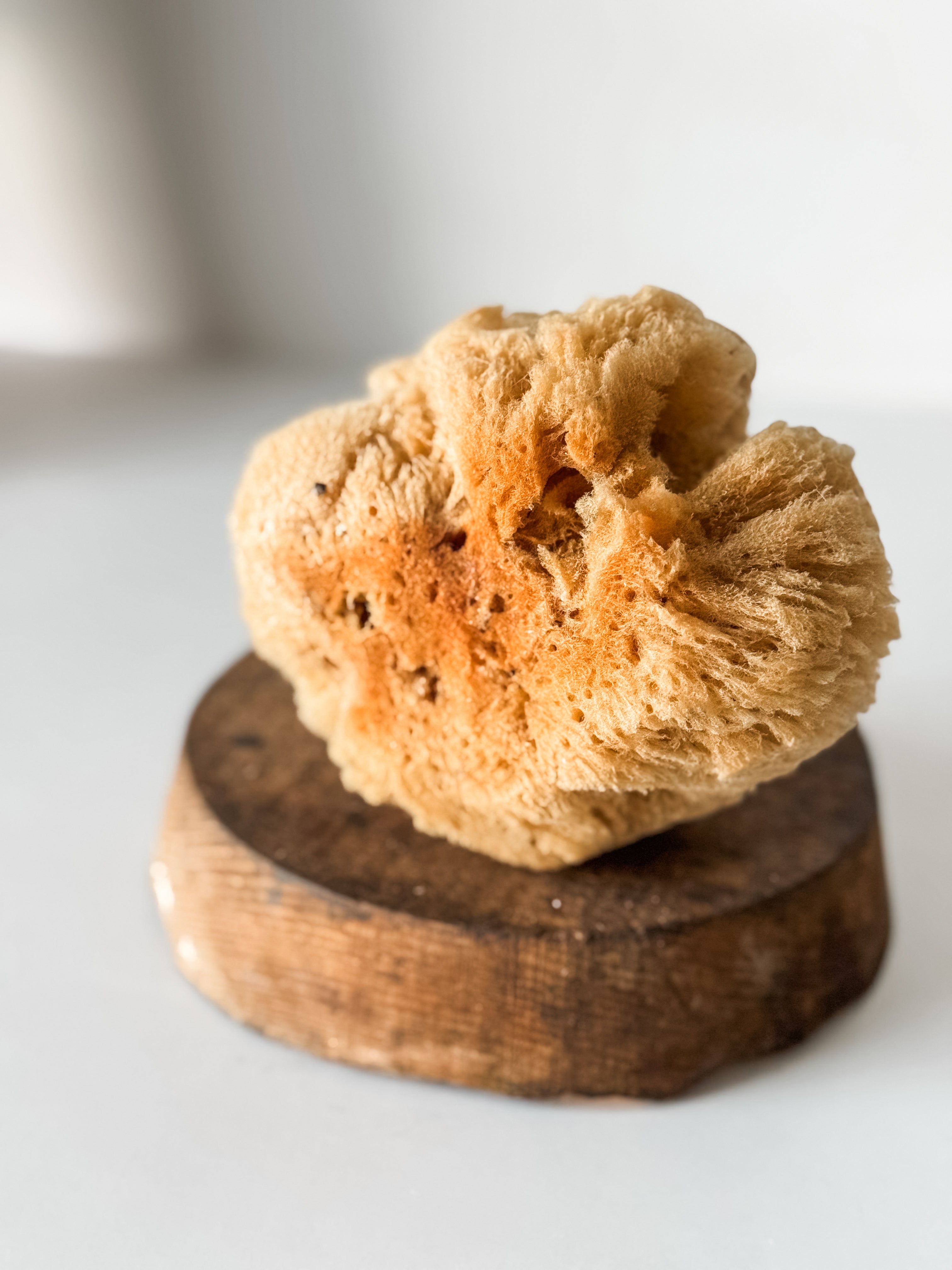 Vintage Soft Brown Sea Sponge