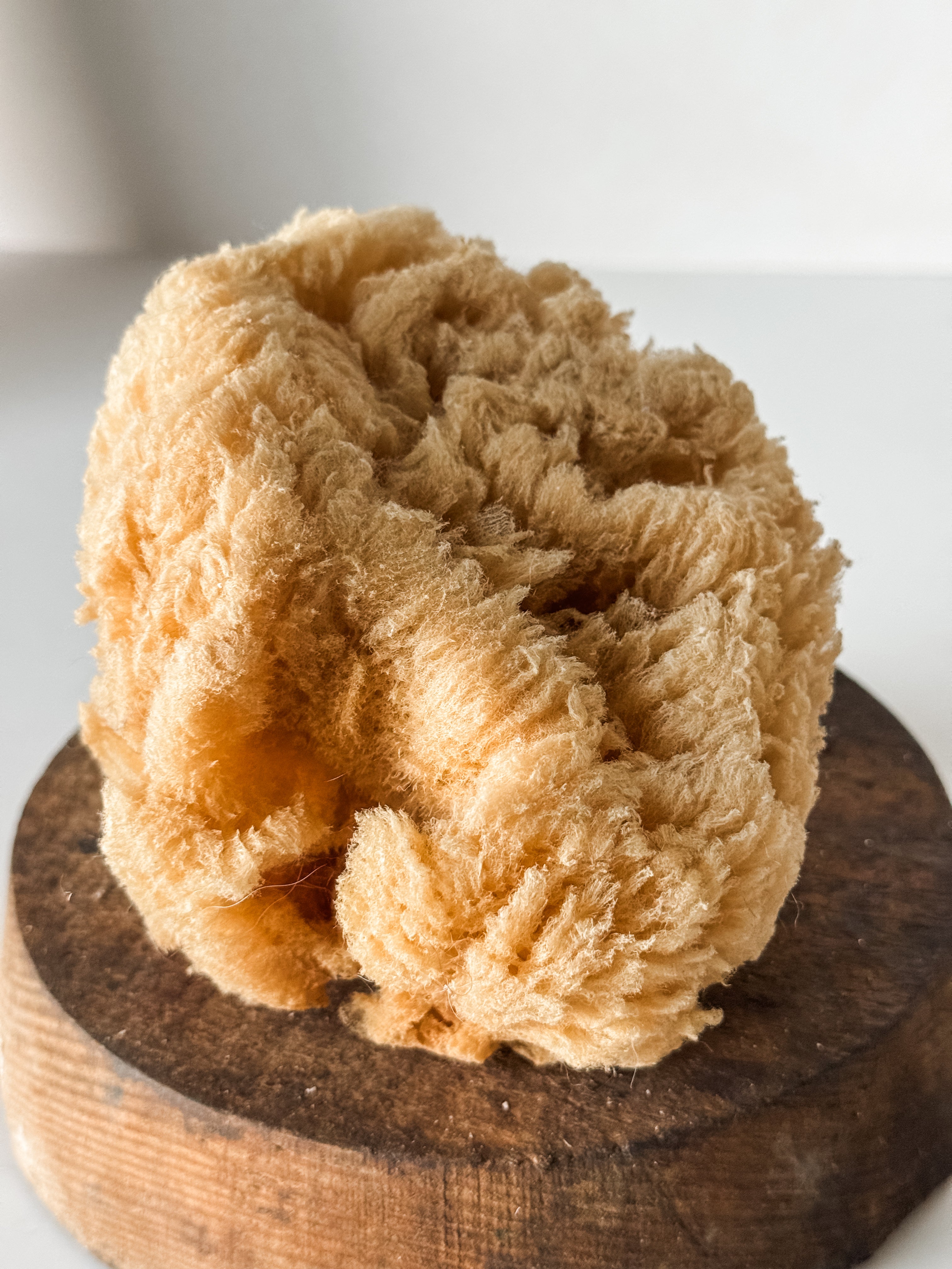 Vintage Soft Brown Sea Sponge
