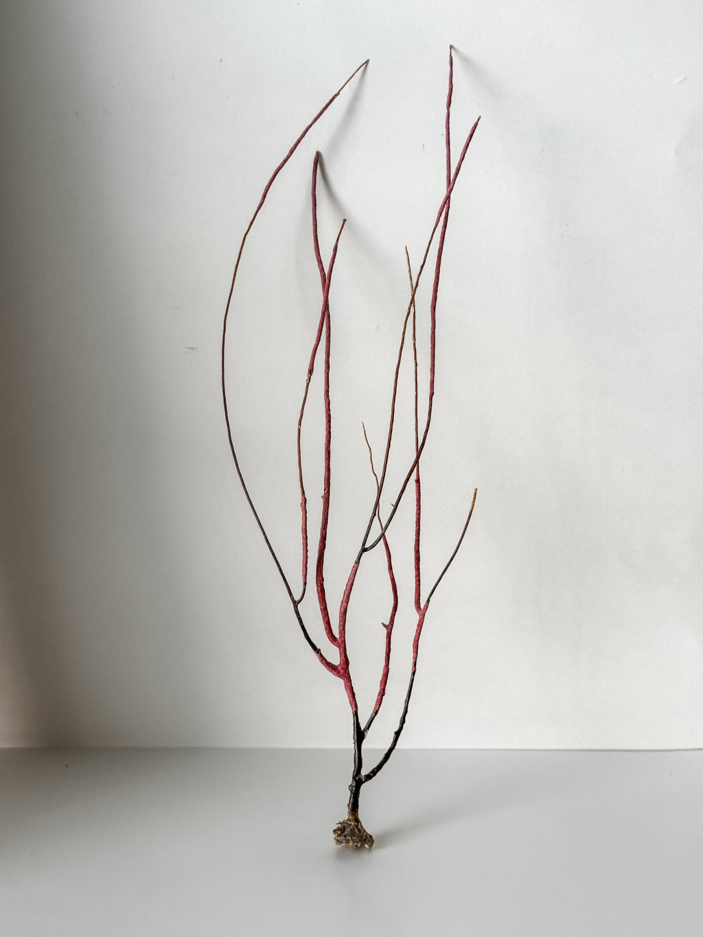 Delicate Vintage Aquarium Sea Fan With Purple