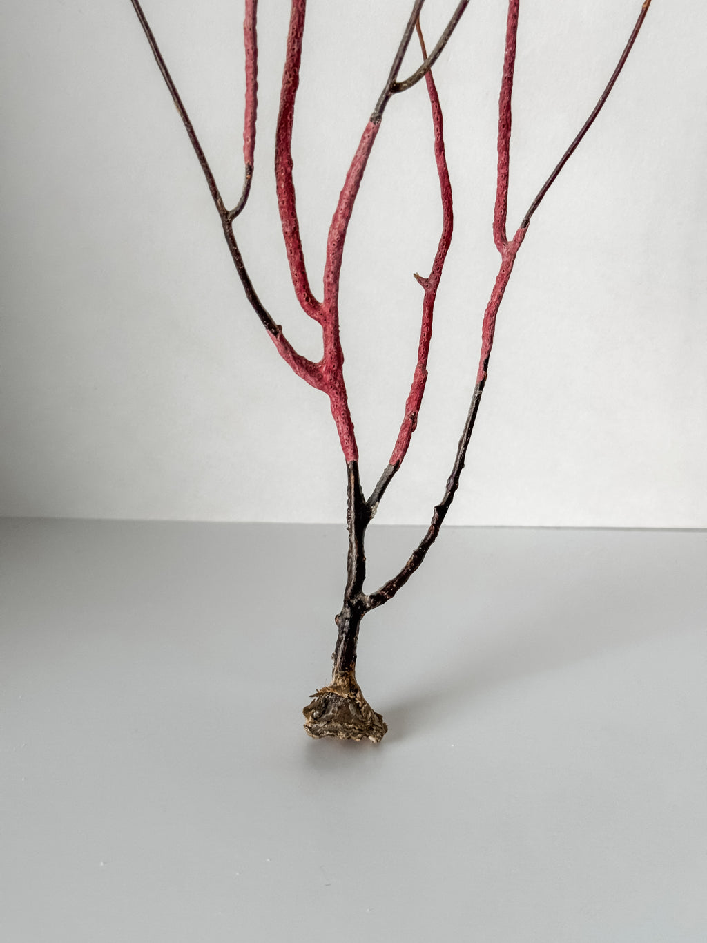 Delicate Vintage Aquarium Sea Fan With Purple