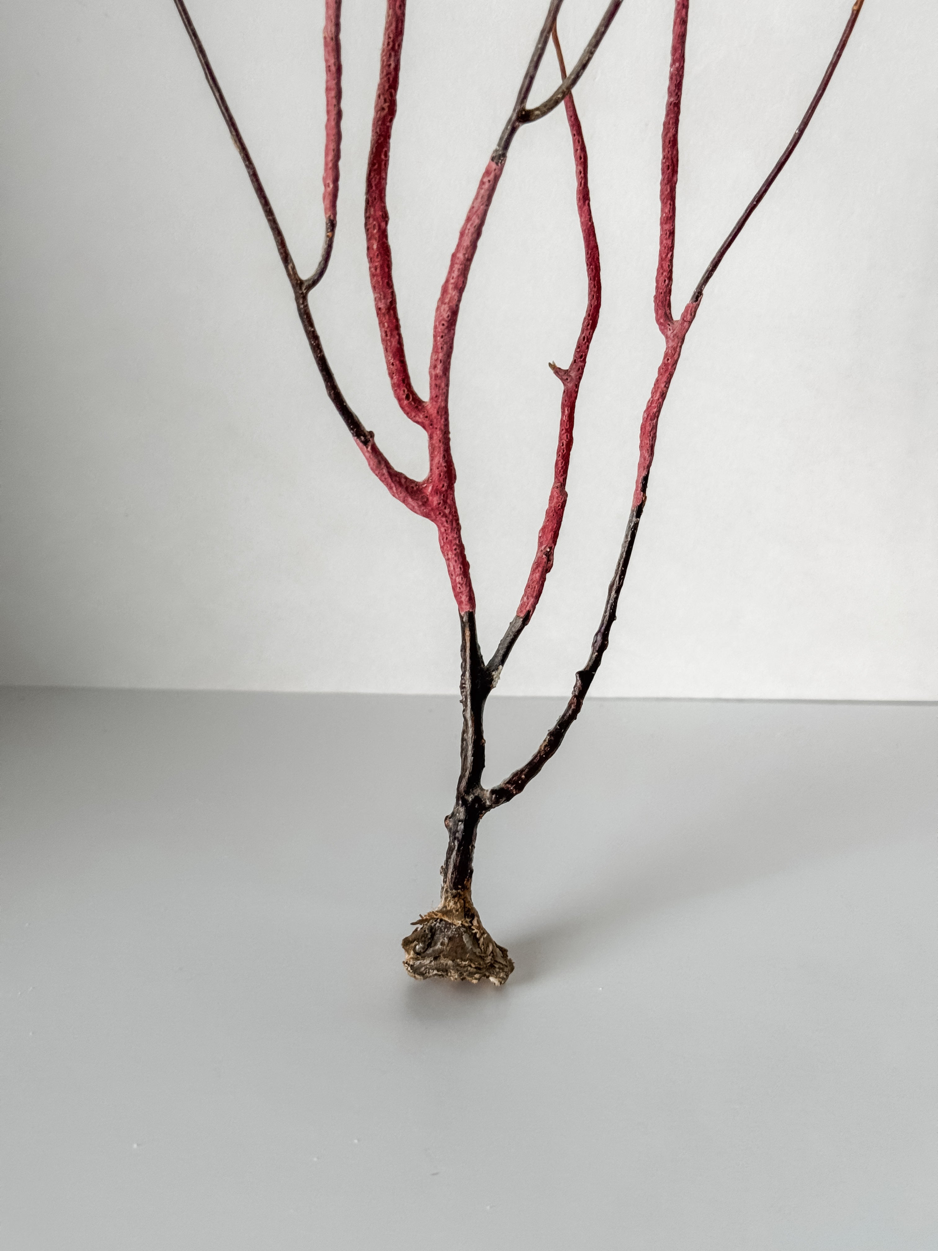 Delicate Vintage Aquarium Sea Fan With Purple