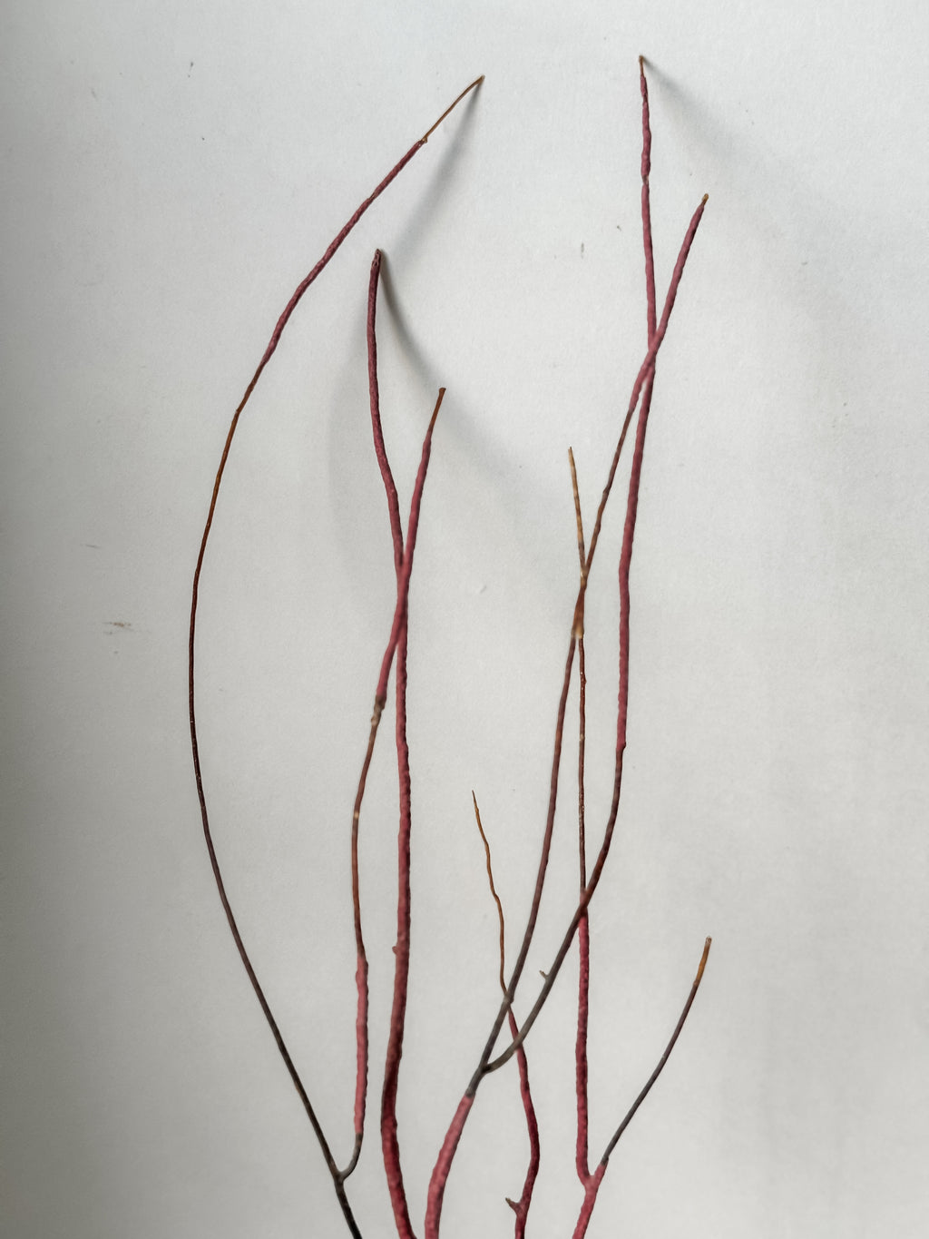 Delicate Vintage Aquarium Sea Fan With Purple