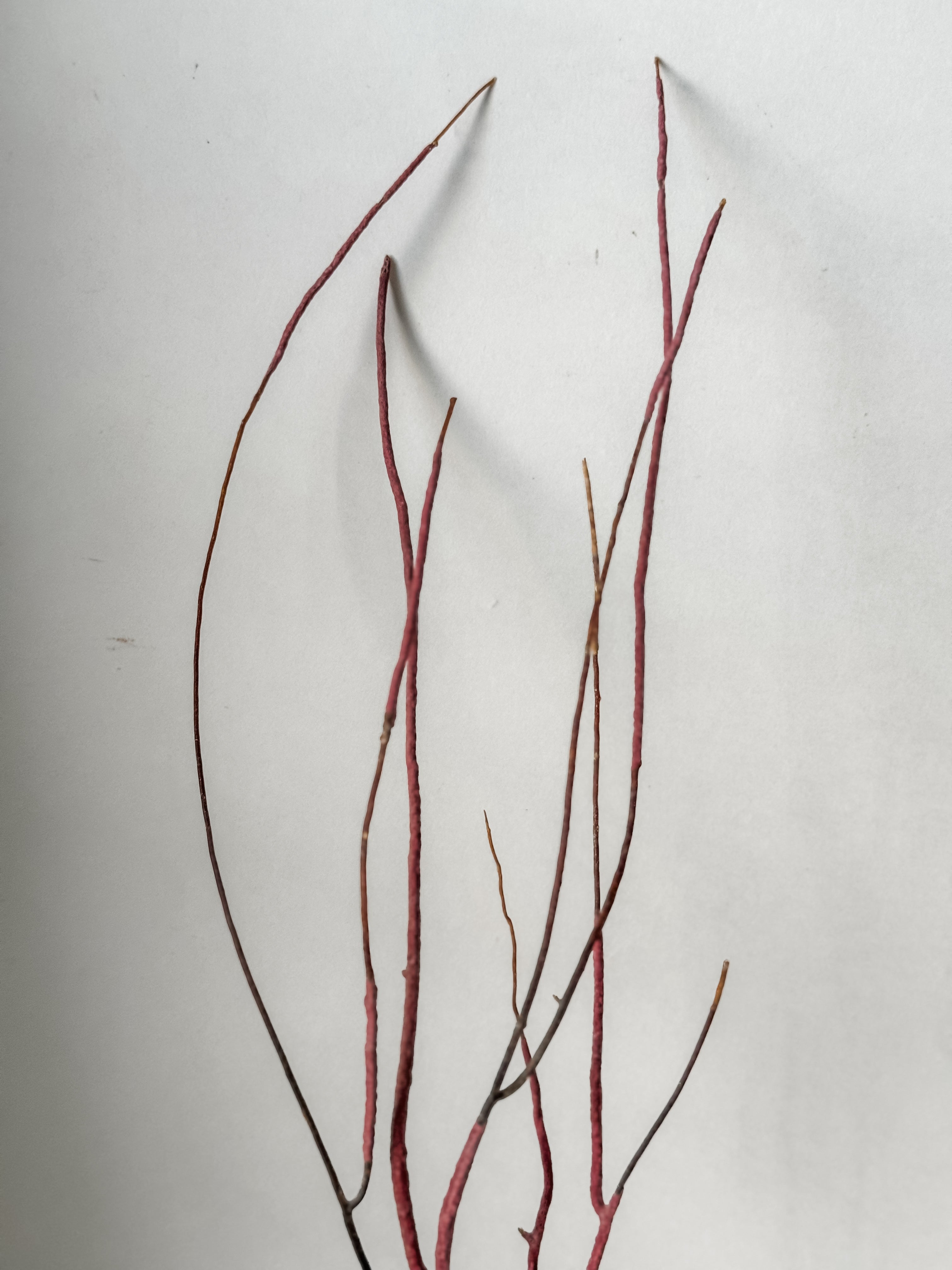 Delicate Vintage Aquarium Sea Fan With Purple