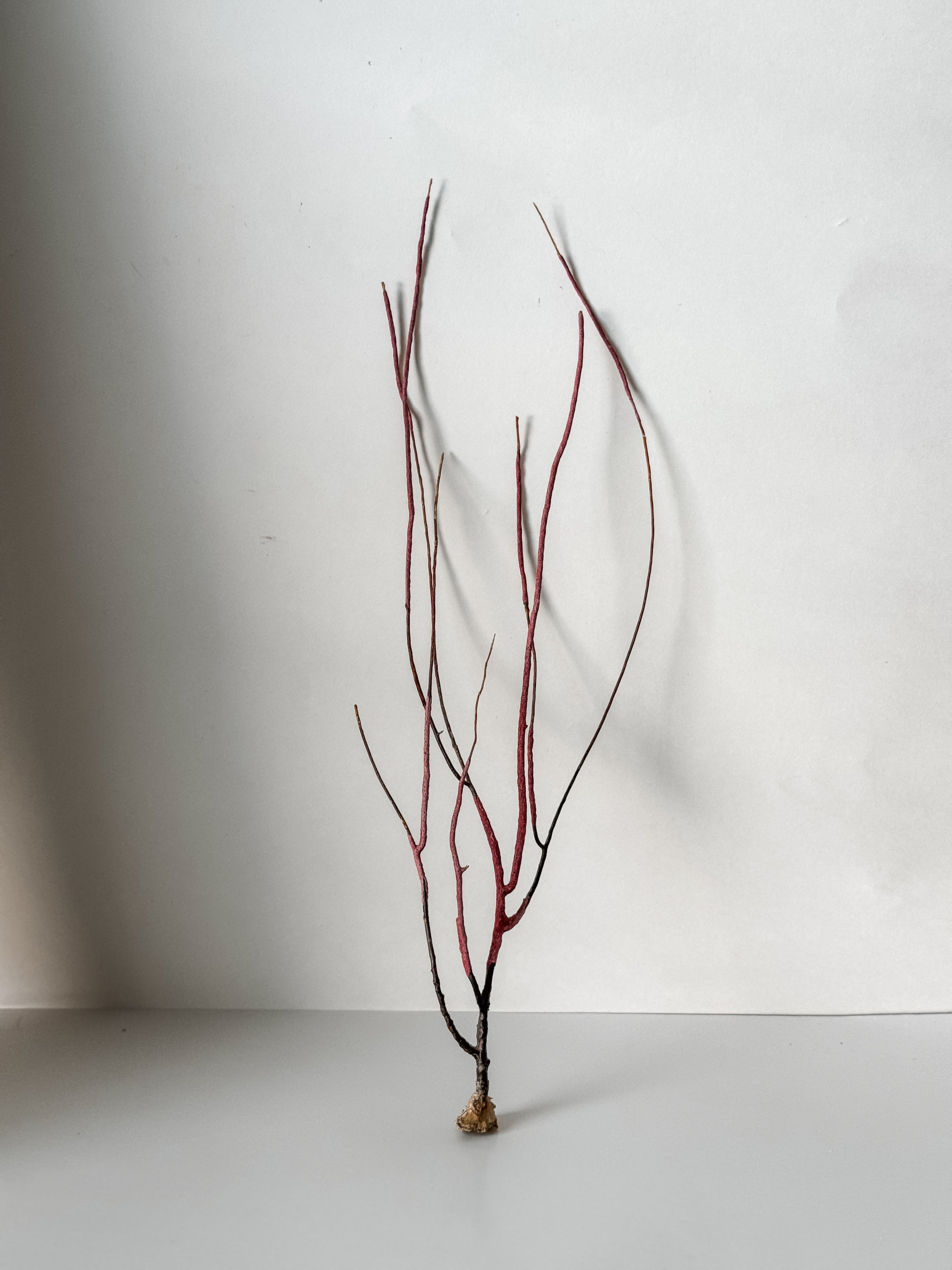 Delicate Vintage Aquarium Sea Fan With Purple