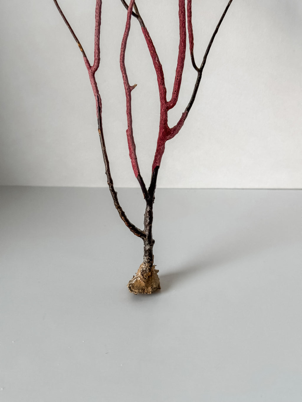 Delicate Vintage Aquarium Sea Fan With Purple