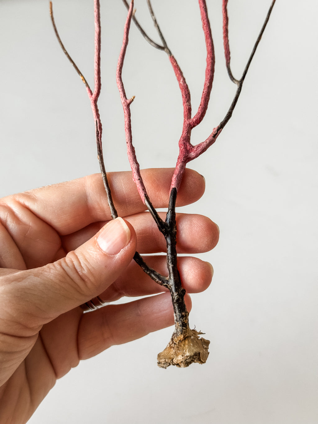Delicate Vintage Aquarium Sea Fan With Purple