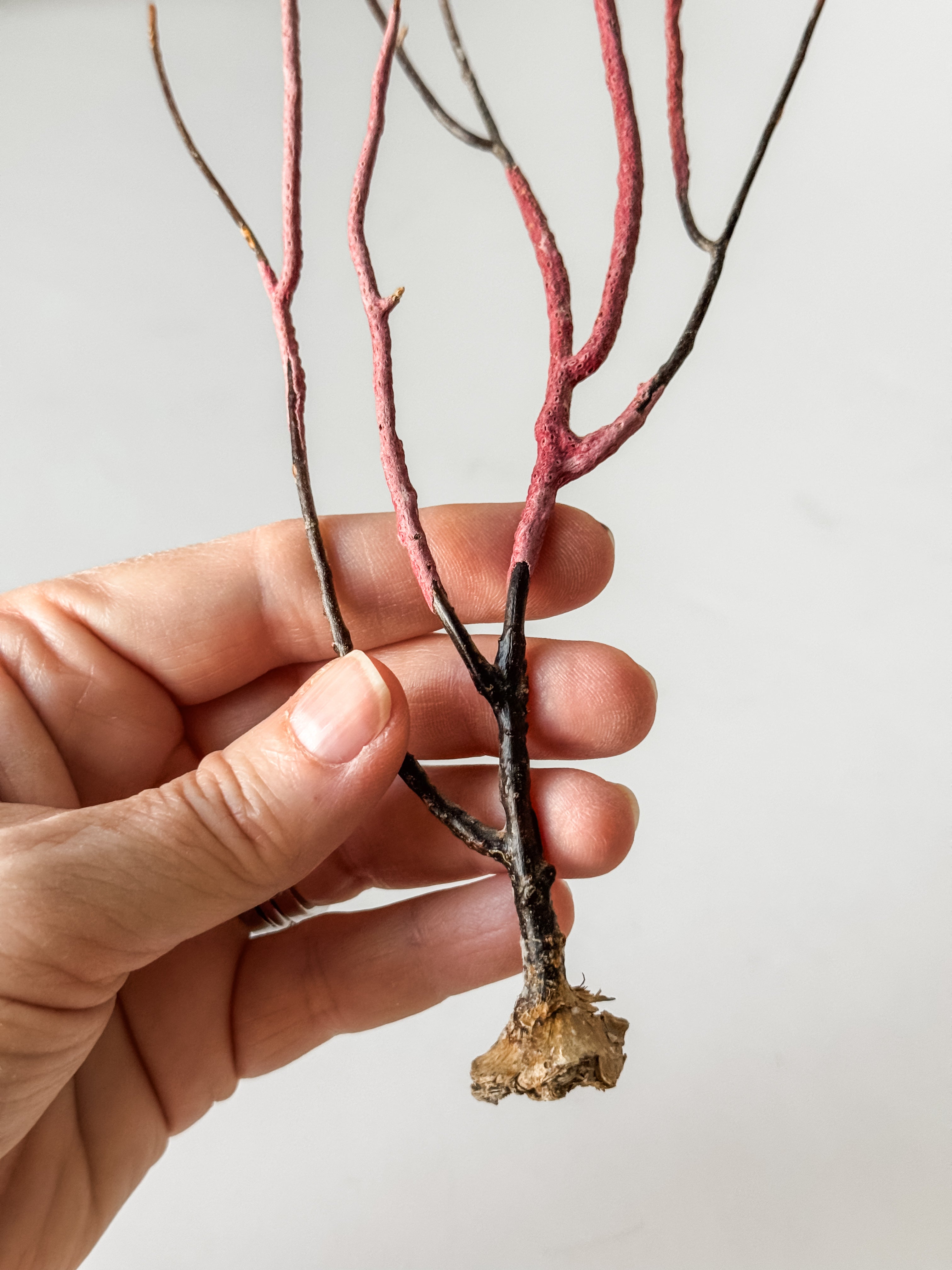 Delicate Vintage Aquarium Sea Fan With Purple