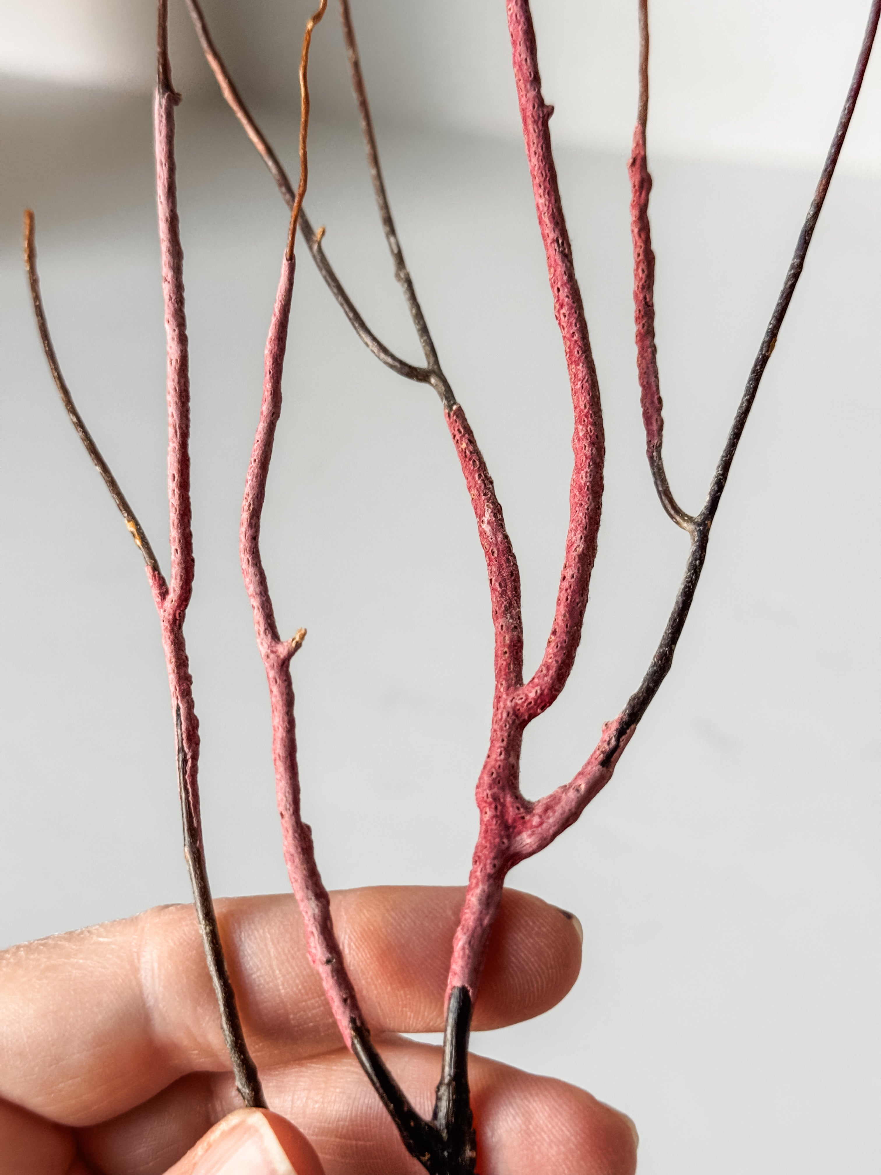 Delicate Vintage Aquarium Sea Fan With Purple